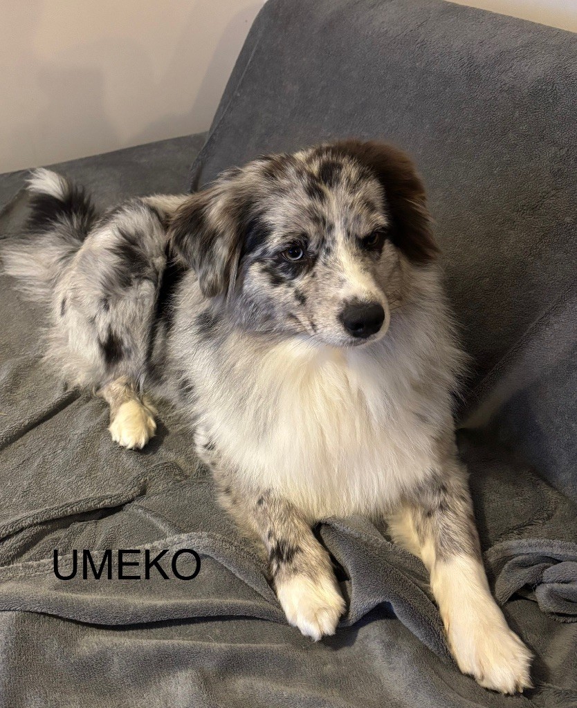 Umeko Des Perles De Mona