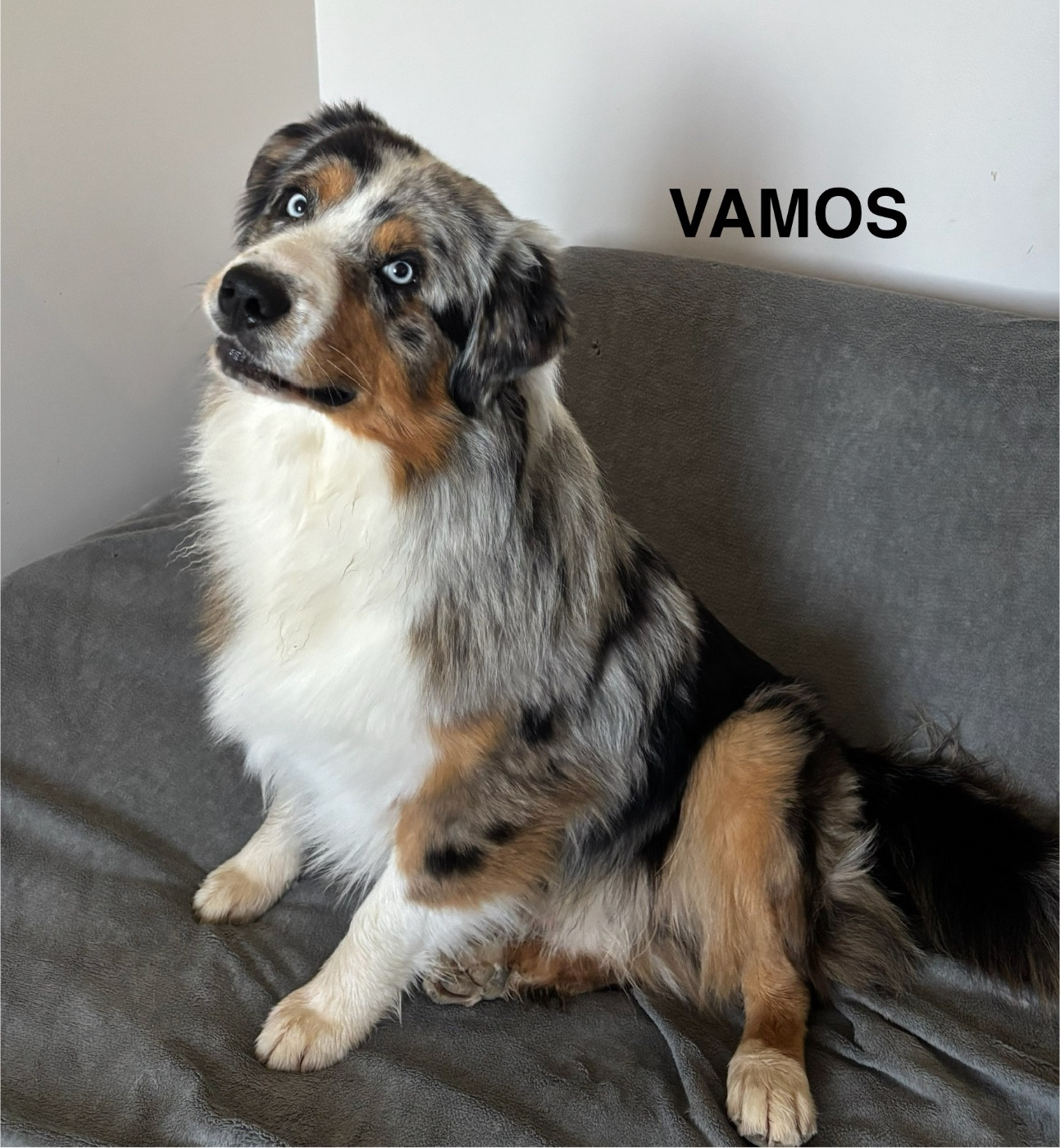 VAMOS Des Rêves Du Berger