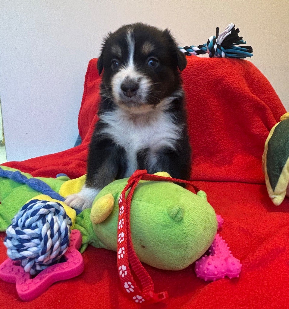 Corinne Lecaplain - Chiots disponibles - Berger Australien