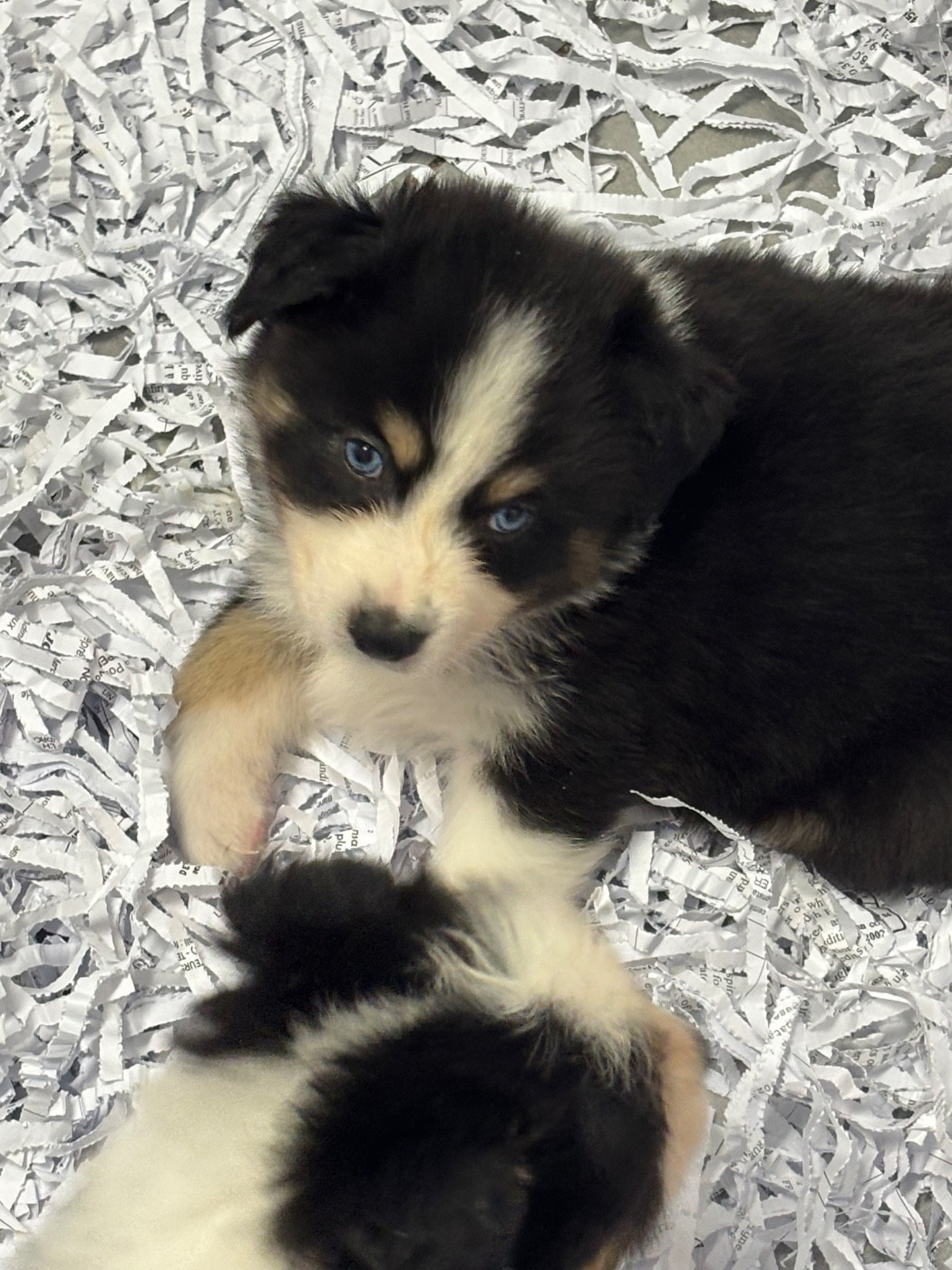 Corinne Lecaplain - Chiots disponibles - Berger Australien