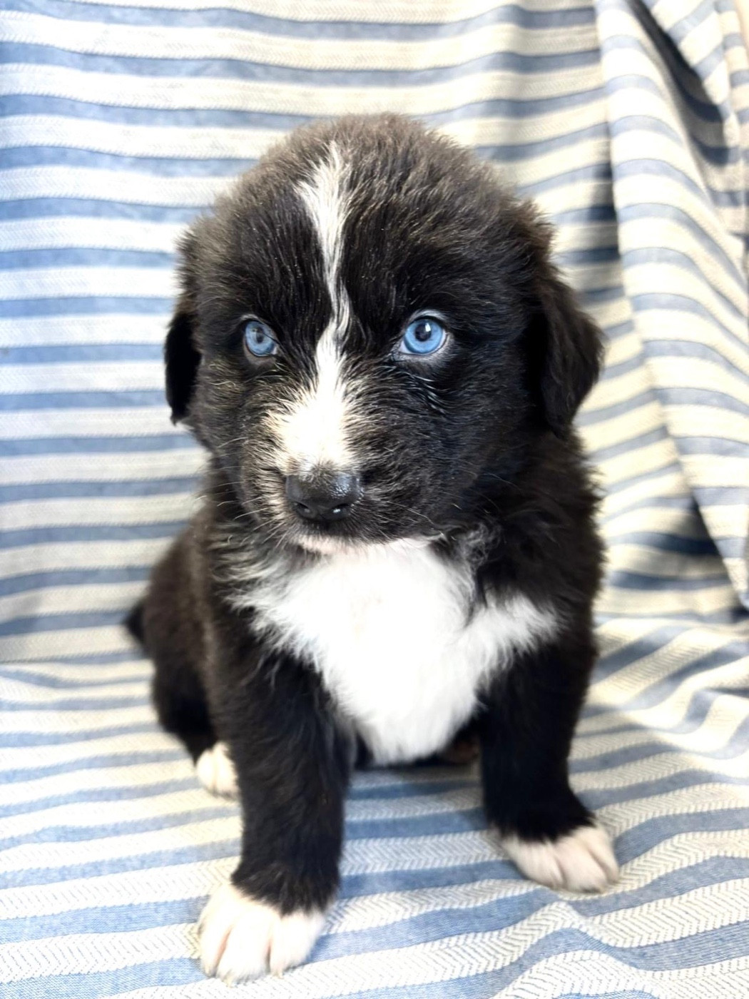 Corinne Lecaplain - Chiots disponibles - Berger Australien