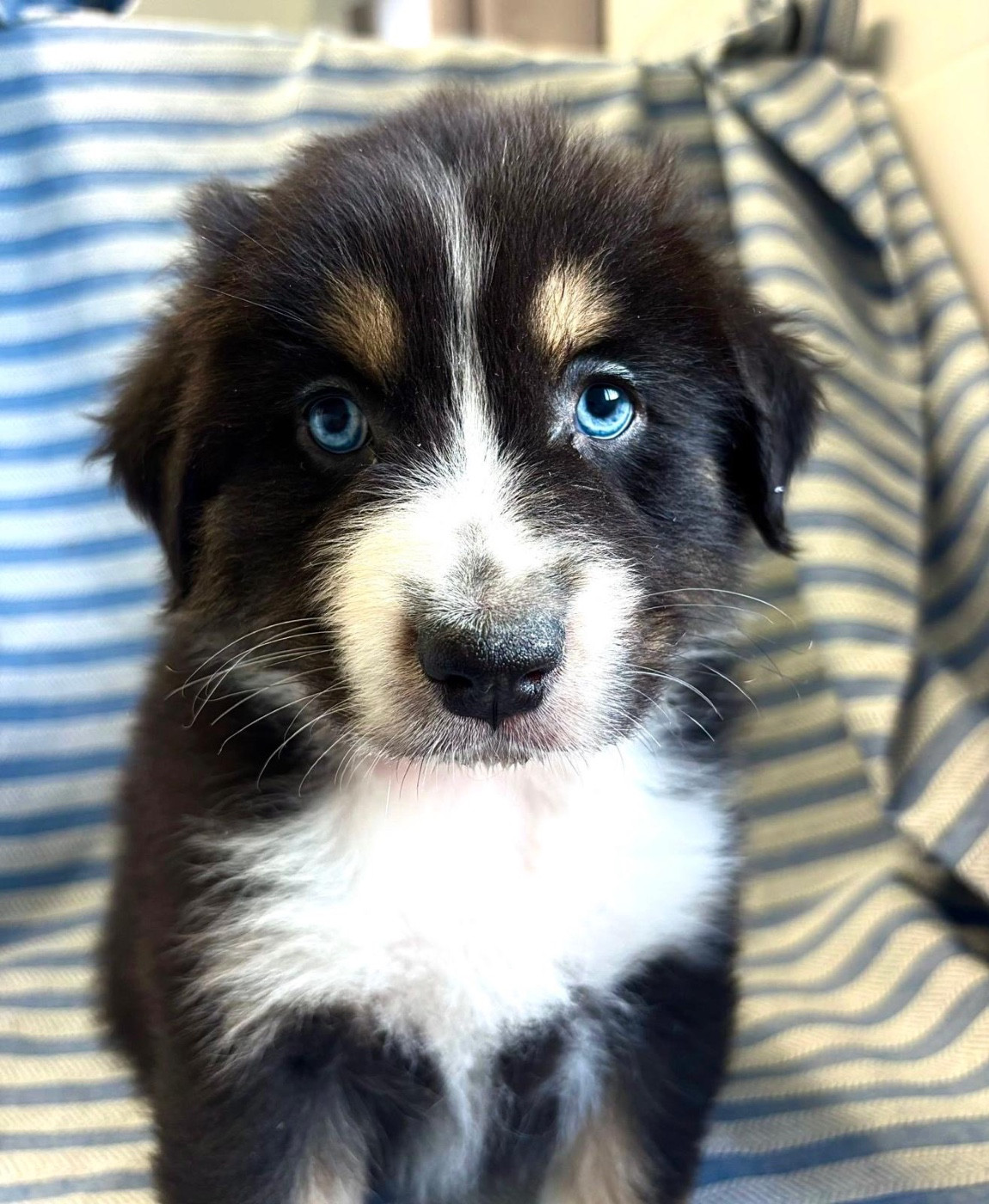 Corinne Lecaplain - Berger Australien - Portée née le 04/11/2025