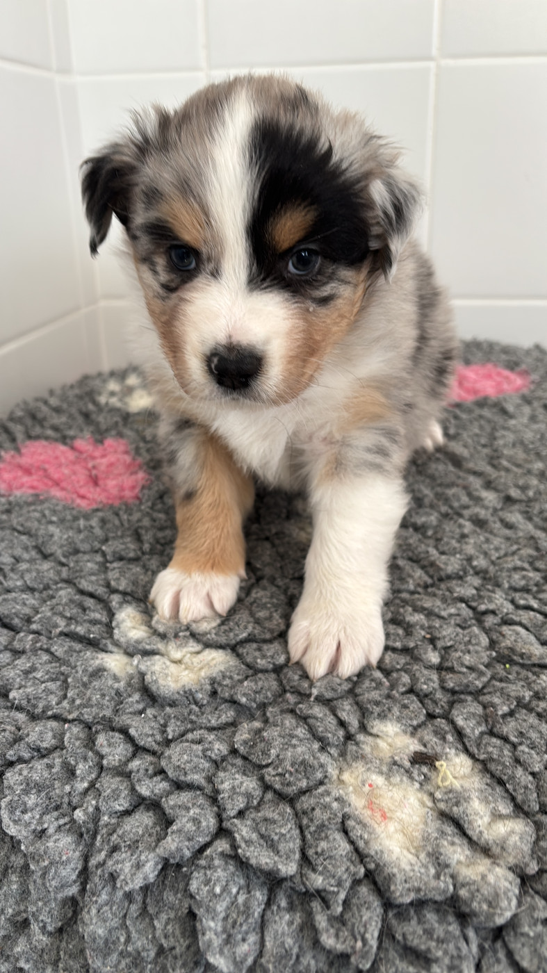 Corinne Lecaplain - Chiots disponibles - Berger Australien