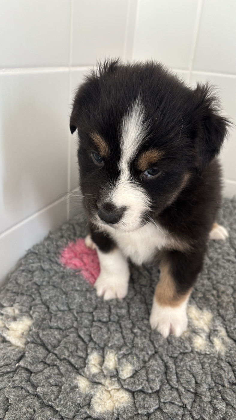 Corinne Lecaplain - Chiots disponibles - Berger Australien