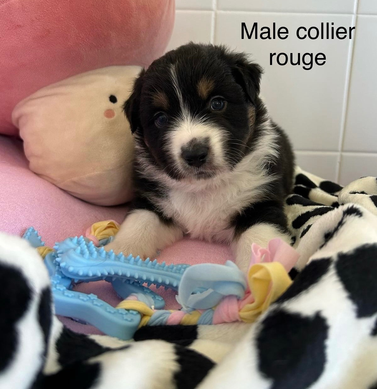Corinne Lecaplain - Chiots disponibles - Berger Australien
