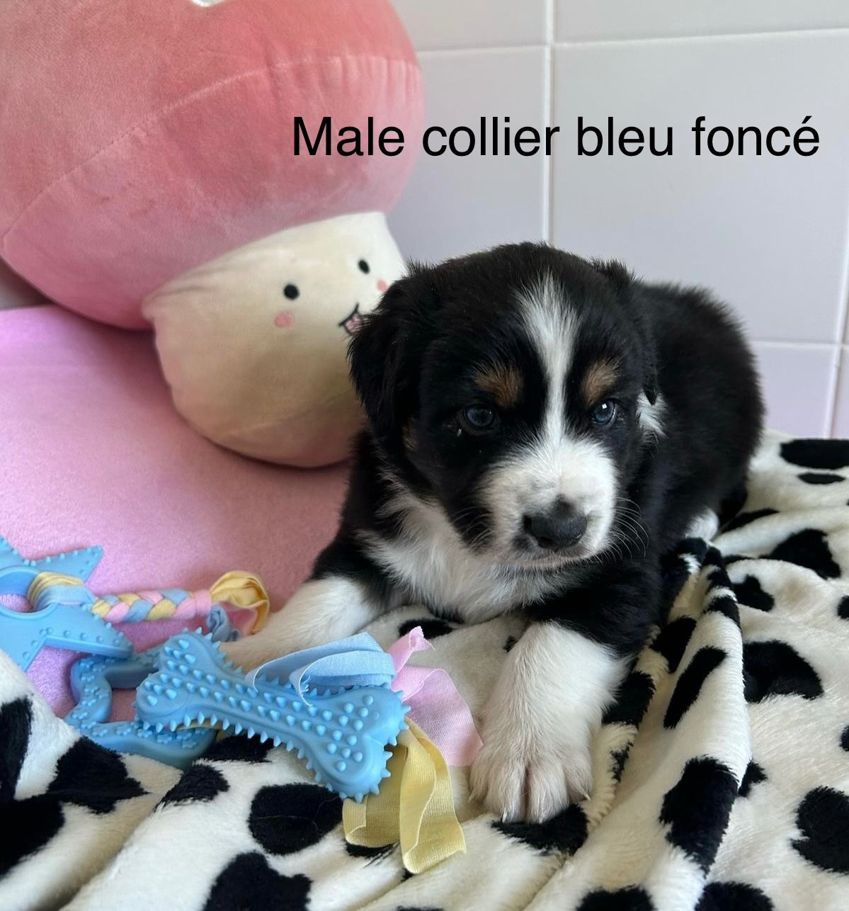 Corinne Lecaplain - Chiots disponibles - Berger Australien