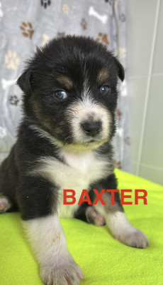 BAXTER
