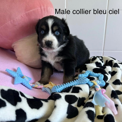 Chiot N°4
