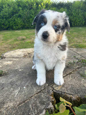 Chiot N°1