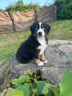 Chiot N°4