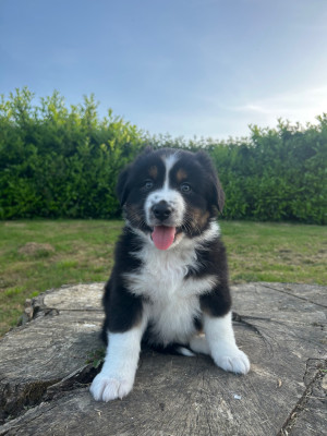 Chiot N°5
