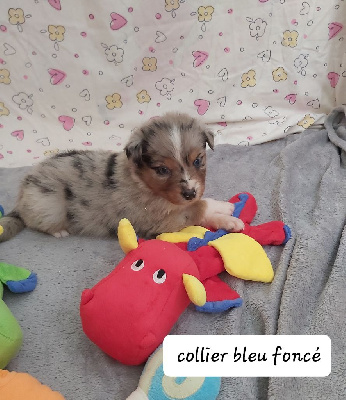 CHIOT