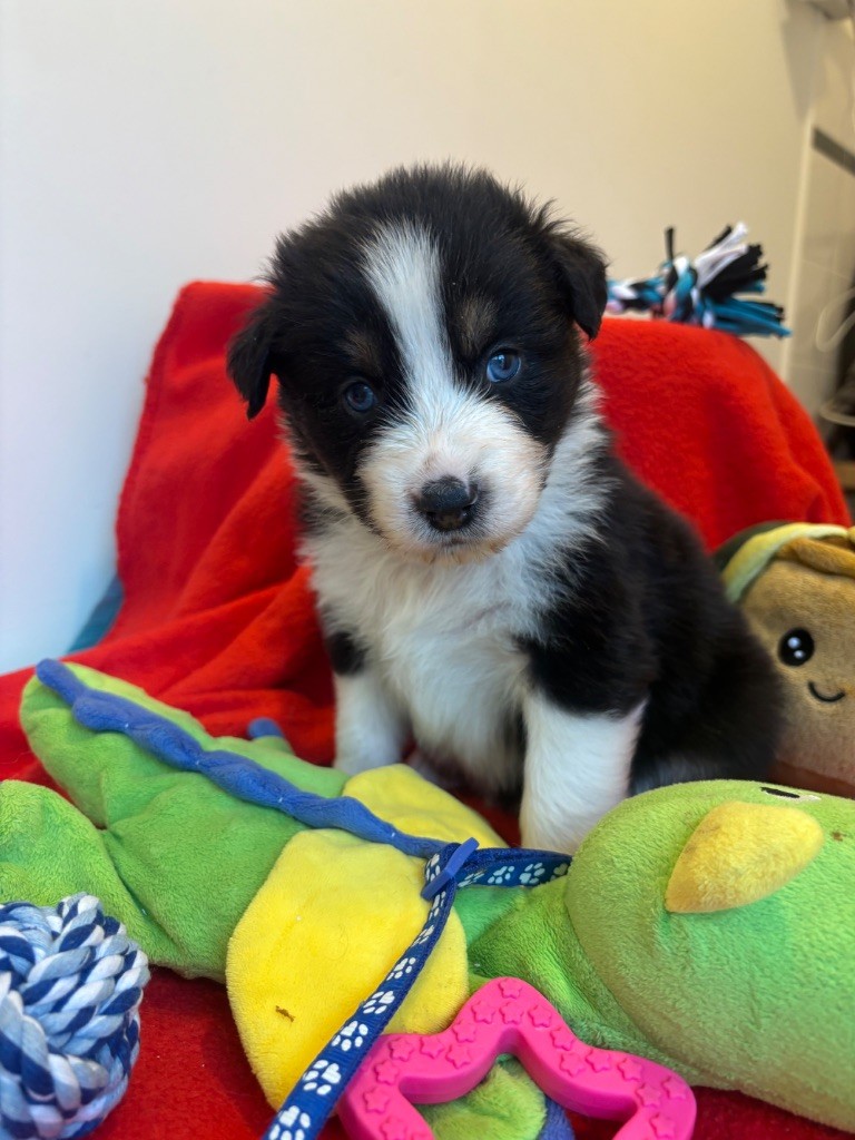 Corinne Lecaplain - Chiots disponibles - Berger Australien